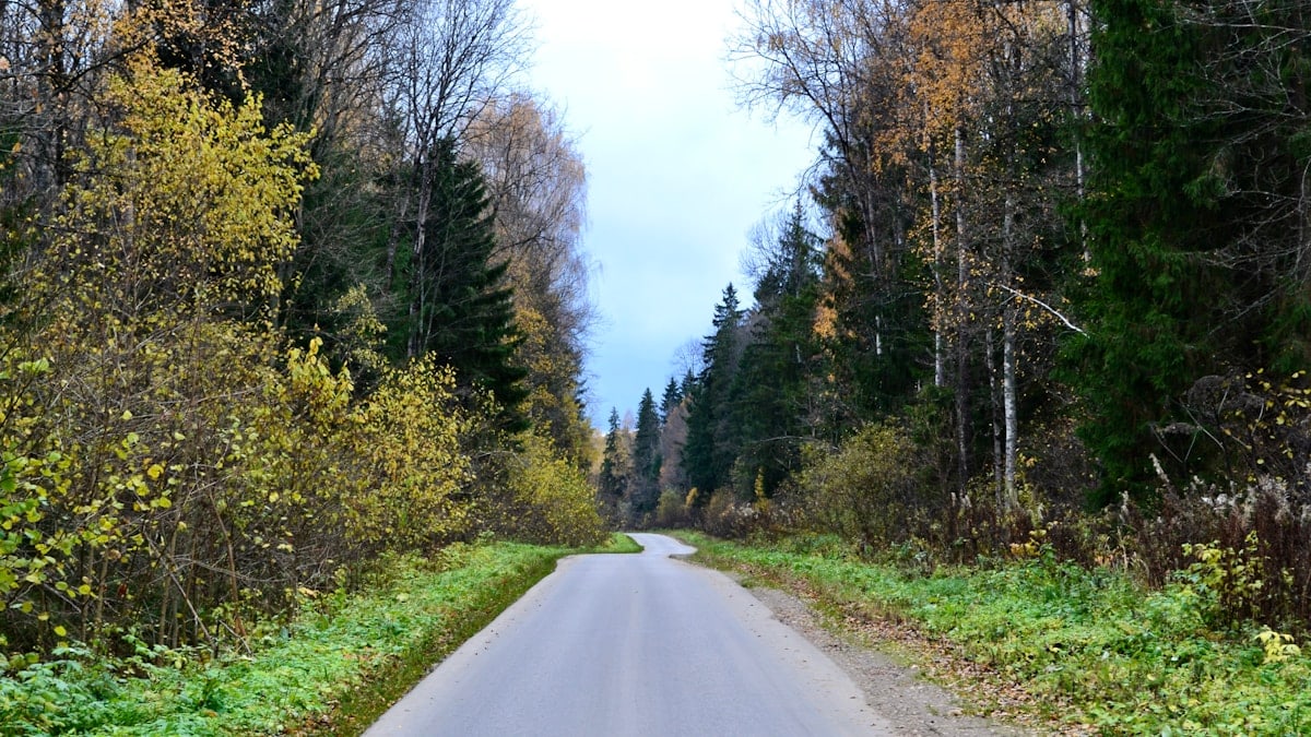 Autumn in the Kaluga forests